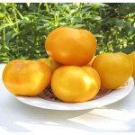 Томат Ямамото (KS 10) F1 /500 насінин/ *Kitano Seeds*