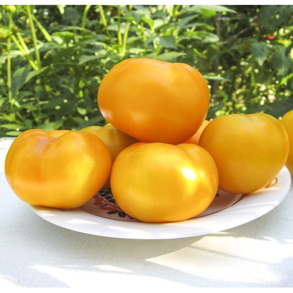 Семена томата Ямамото (KS 10) F1 /500 семян/ *Kitano Seeds*