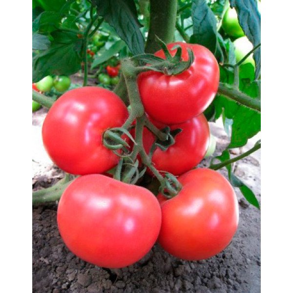 Семена томата Китару (KS 14) F1 /1.000 семян/ *Kitano Seeds*