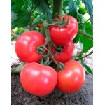 Томат Кітару (KS 14) F1 /500 насінин/ *Kitano Seeds*