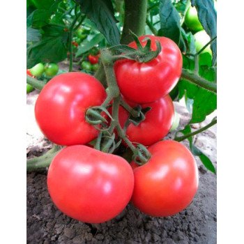 Томат Китару (KS 14) F1 /500 семян/ *Kitano Seeds*