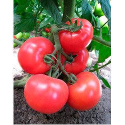 Томат Кітару (KS 14) F1 /100 насінин/ *Kitano Seeds*