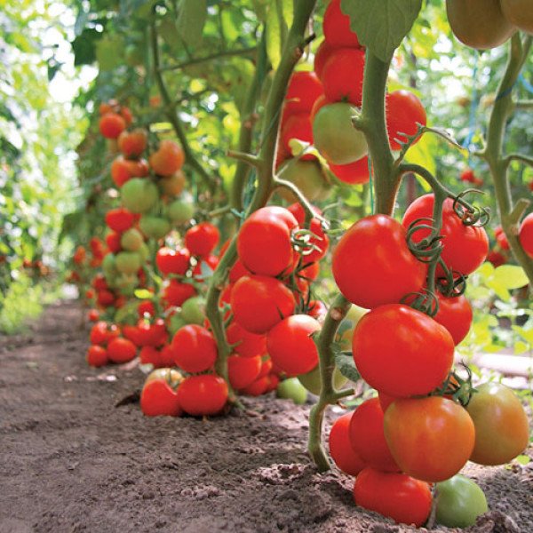 Семена томата Тайлер F1 /500 семян/ *Kitano Seeds*