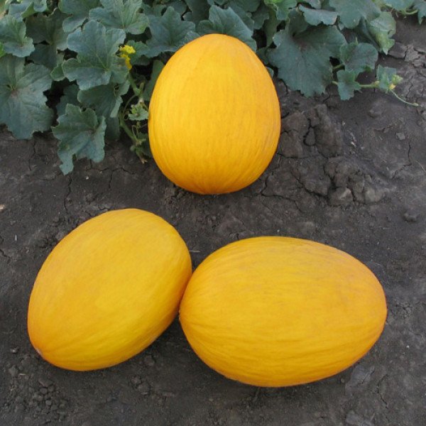 Семена дыни Агаси F1 /1.000 семян/ *Kitano Seeds*