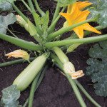 Кабачок KS 35 F1 /1.000 насінин/ *Kitano Seeds*