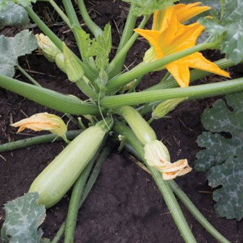 Кабачок KS 35 F1 /1.000 семян/ *Kitano Seeds*