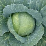 Капуста білоголова Хонка F1 /1.000 насінин/ *Kitano Seeds*