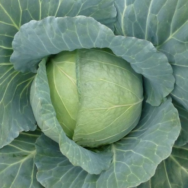 Семена капусты белокочанной Хонка F1 /1.000 семян/ *Kitano Seeds*