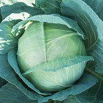 Капуста білоголова KS 210 F1 /1.000 насінин/ *Kitano Seeds*
