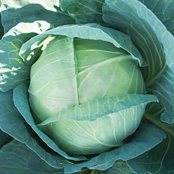 Капуста білоголова KS 210 F1 /1.000 насінин/ *Kitano Seeds*