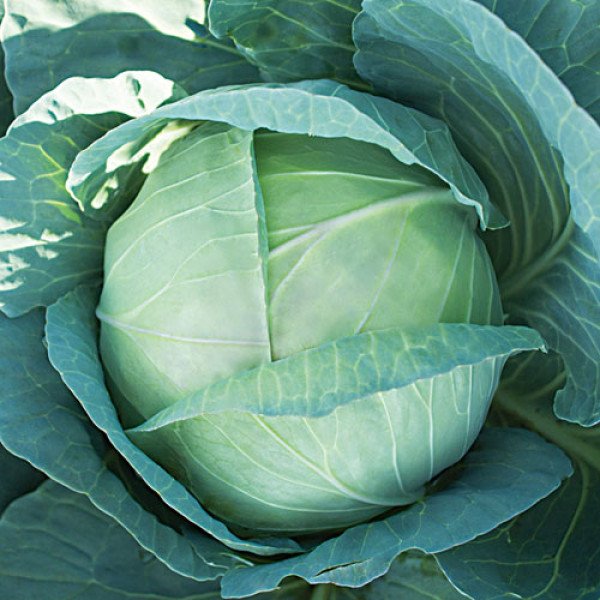 Семена капусты белокочанной KS 210 F1 /1.000 семян/ *Kitano Seeds*