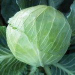 Капуста білоголова KS 179 F1 /2.500 насінин/ *Kitano Seeds*