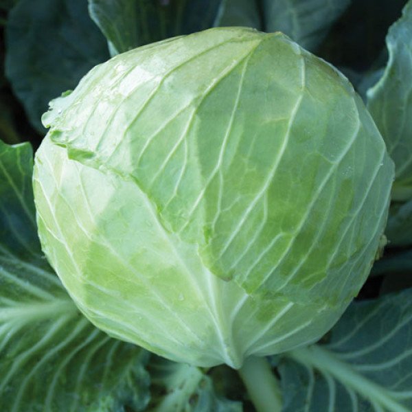 Семена капусты белокочанной KS 179 F1 /1.000 семян/ *Kitano Seeds*