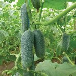 Огірок Ніборі (KS 90) F1 /1.000 насінин/ *Kitano Seeds*