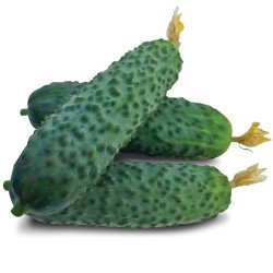 Огурец Нибори (KS 90) F1 /250 семян/ *Kitano Seeds*
