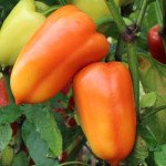 Перец сладкий Яника F1 /1.000 семян/ *Kitano Seeds*