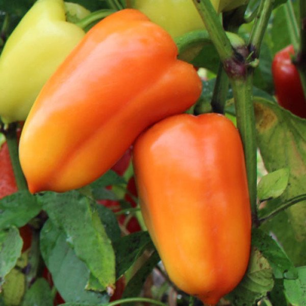 Семена перца сладкого Яника F1 /1.000 семян/ *Kitano Seeds*