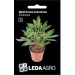 Шеффлера Дизиготека элегантная /5 семян/ *LedaAgro*