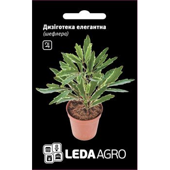 Шеффлера Дизиготека элегантная /5 семян/ *LedaAgro*