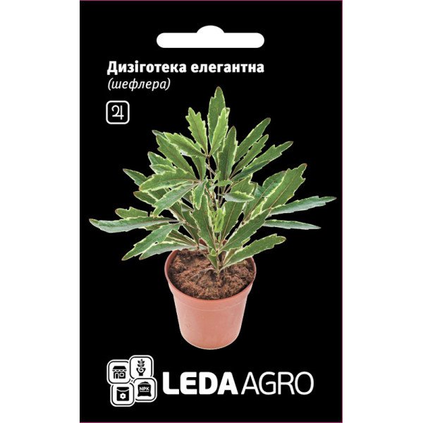 Насіння шефлери Дизіготека елегантна /5 насінин/ *LedaAgro*