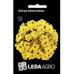 Аліссум Золота осінь /0,2 г/ *LedaAgro*