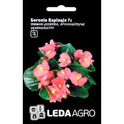 Бегония Вариация F1 /10 семян/ *LedaAgro*