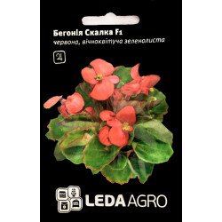 Бегонія Скалка F1 /10 насінин/ *LedaAgro*