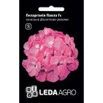 Пеларгонія Павла F1 /5 насінин/ *LedaAgro*