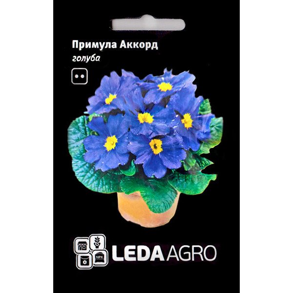 Насіння примули Аккорд голуба /10 насінин/ *LedaAgro*