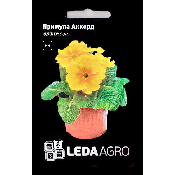 Насіння примули Аккорд оранжева /10 насінин/ *LedaAgro*