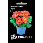 Примула Аккорд скарлет /10 насінин/ *LedaAgro*