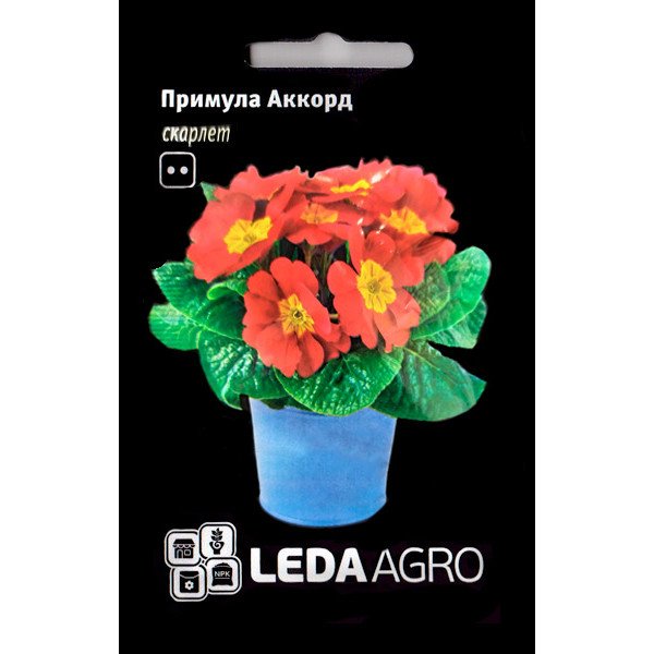 Семена примулы Аккорд скарлет /10 семян/ *LedaAgro*