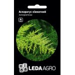 Аспарагус кімнатний /5 насінин/ *LedaAgro*