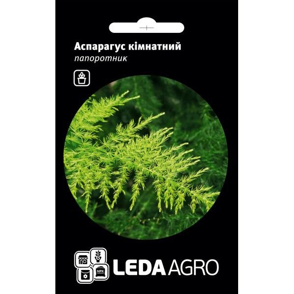 Насіння аспарагуса кімнатного /5 насінин/ *LedaAgro*