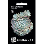 Эхеверия Павлин /4 семечка/ *LedaAgro*