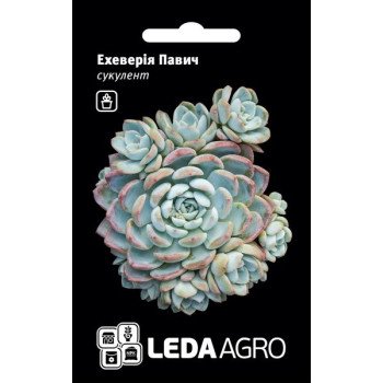 Ехеверія Павич /4 насінини/ *LedaAgro*