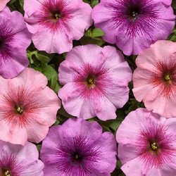 Петунія Гало F1 суміш (mix) /10 насінин/ *LedaAgro*