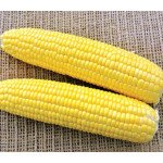 Кукурудза цукрова Роттердам F1 /20 насінин/ *LedaAgro*