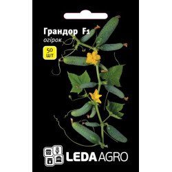 Огурец Грандор F1 /50 семян/ *LedaAgro*
