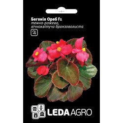 Бегония Ореб F1 /10 семян/ *LedaAgro*