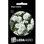 Іберіс Сніжок /0,5 г/ *LedaAgro*