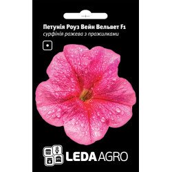 Петуния Вельвет Роуз Вейн F1 /5 семян/ *LedaAgro*