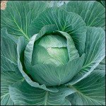 Капуста белокочанная Аммон F1 /500 семян/ *LedaAgro*