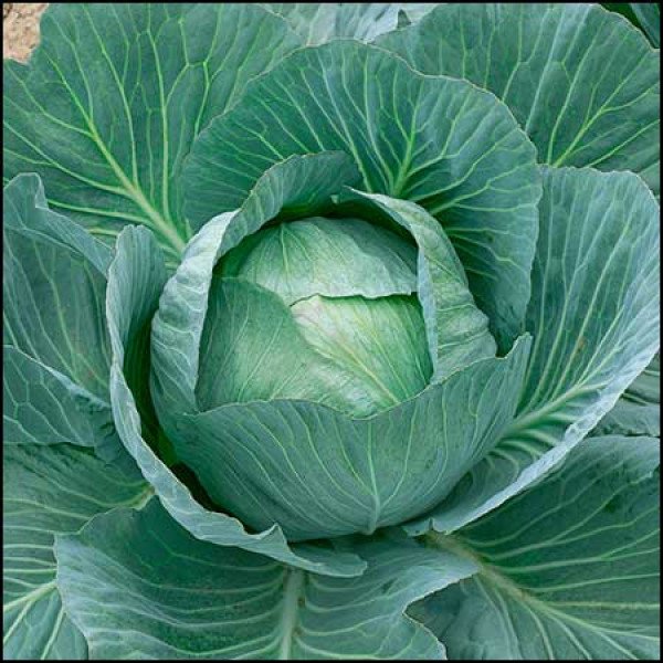 Насіння капусти білоголової Аммон F1 /500 насінин/ *LedaAgro*