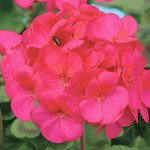 Пеларгонія Єва F1 /1.000 насінин (драже)/ *Cerny*