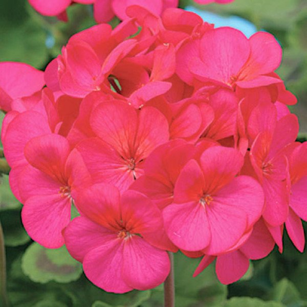 Пеларгония Ева F1 /1.000 семян (драже)/ *Cerny*