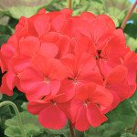 Пеларгония Мирка F1 /1.000 семян (драже)/ *Cerny*