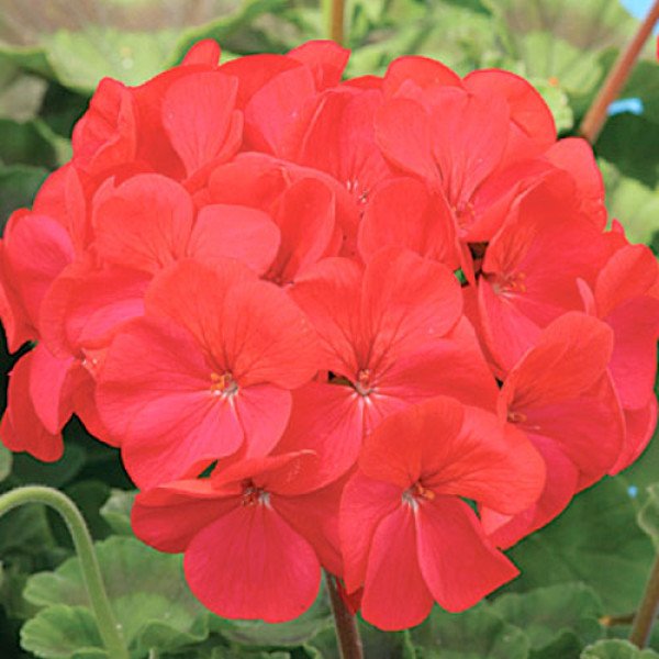 Пеларгония Мирка F1 /1.000 семян (драже)/ *Cerny*