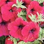 Петуния Лавина F1 пурпурная /1.000 семян (драже)/ *Cerny*