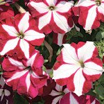 Петуния Лавина F1 пурпурная звезда /1.000 семян (драже)/ *Cerny*